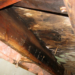 wet rot showing on joist and girder wood in a home in Antioch