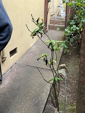 67056558790a0_polylevel-before-2-min